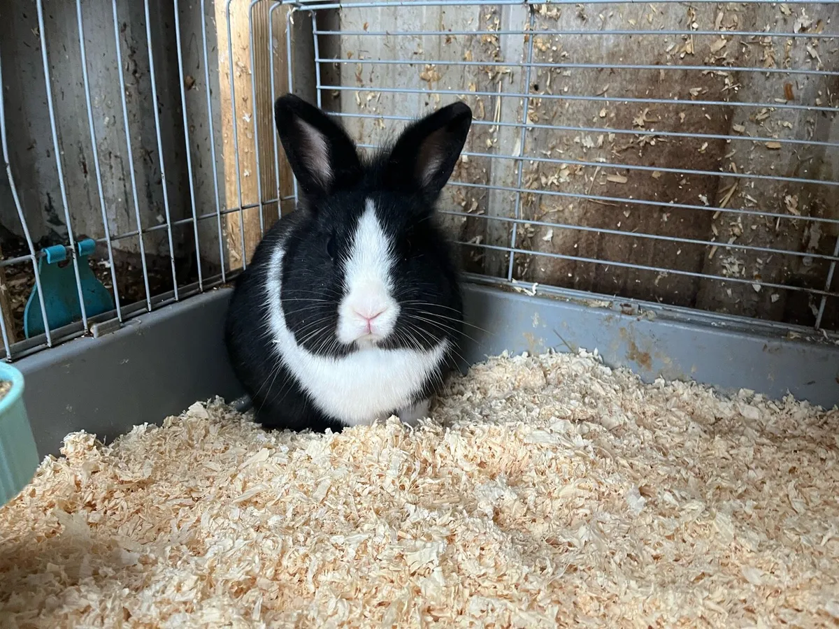 Beautiful bunny rabbits and cages - Image 1