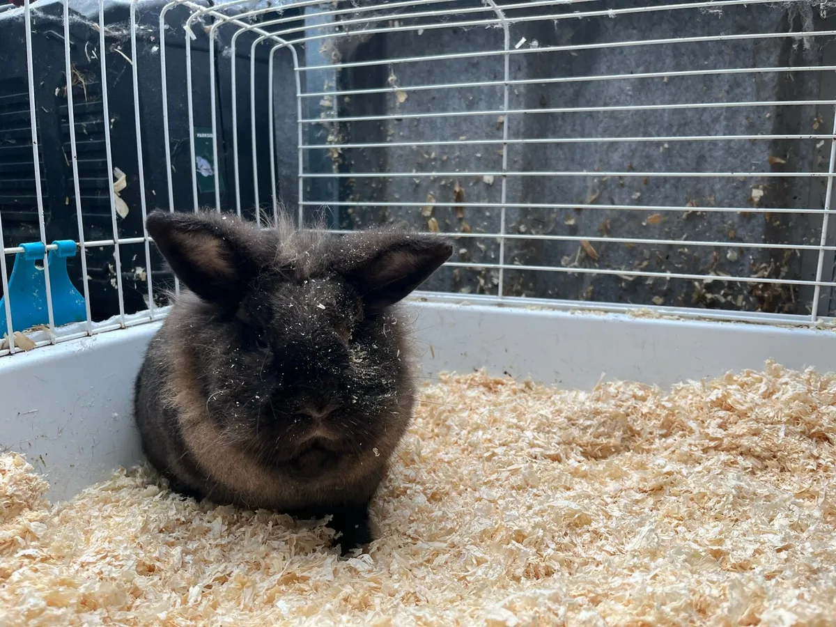 Beautiful bunny rabbits and cages - Image 2