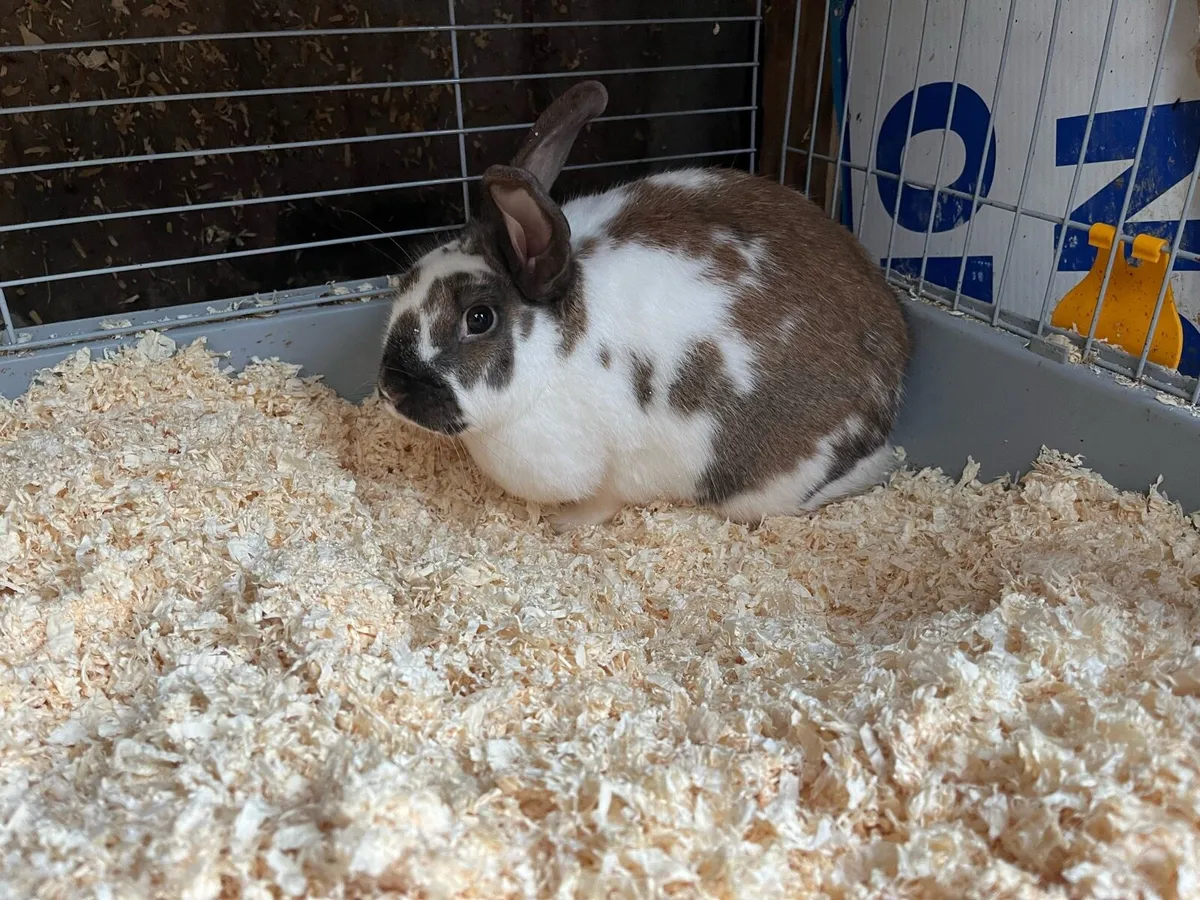 Beautiful bunny rabbits and cages - Image 3