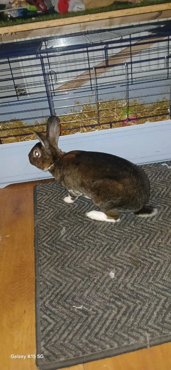 Rabbit - Image 4