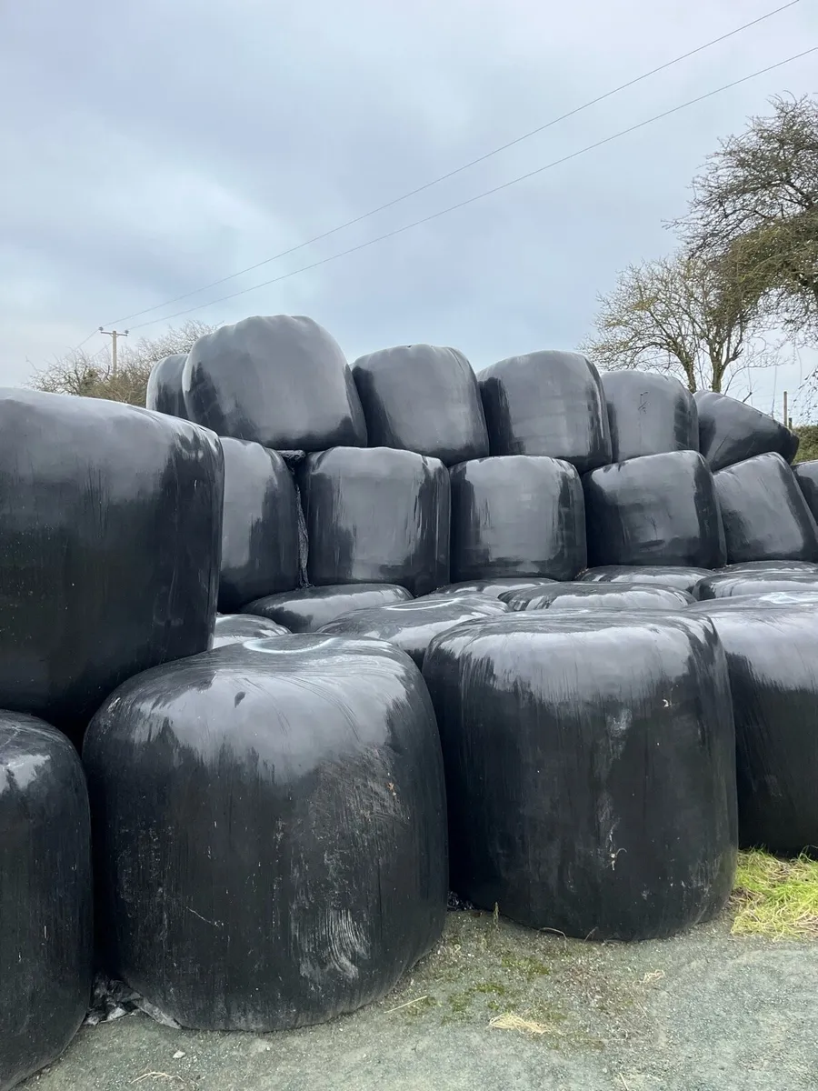 1st cut silage for sale - Image 2