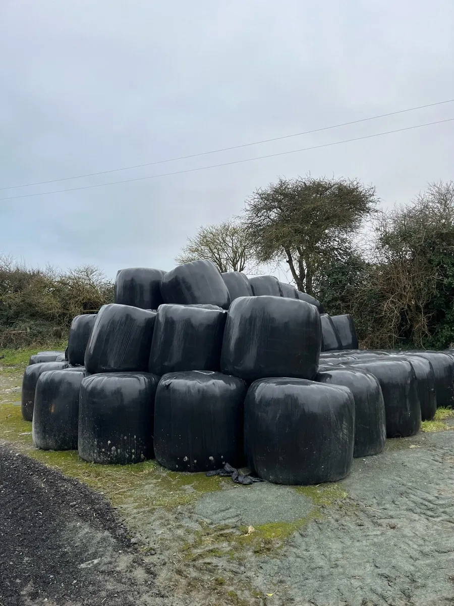 1st cut silage for sale - Image 3