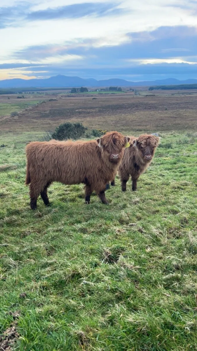 Highland heifers Calfs - Image 1