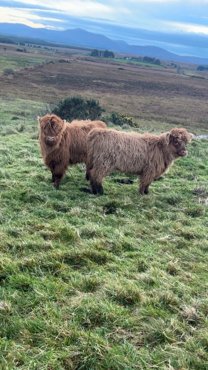 Highland heifers Calfs - Image 2