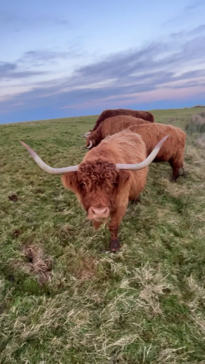 Highland heifers Calfs - Image 3