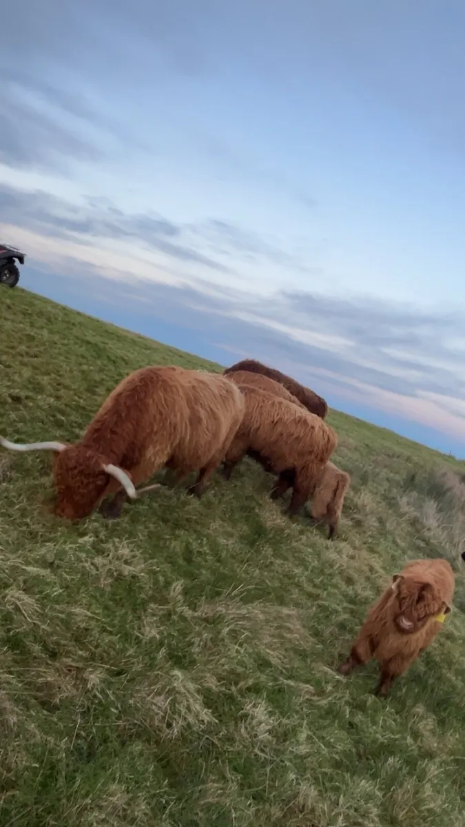 Highland heifers Calfs - Image 4