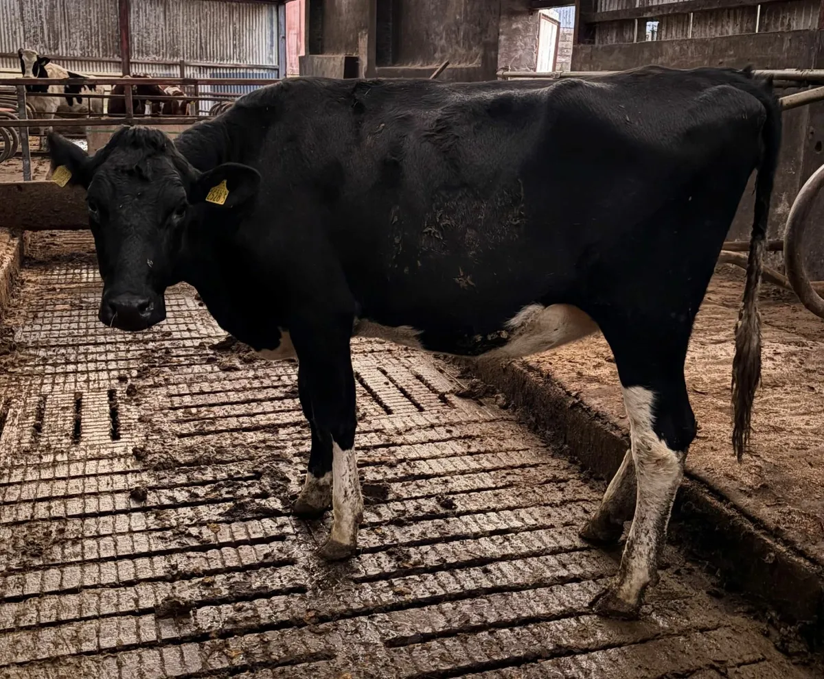 Pedigree in calf heifer and cow - Image 1