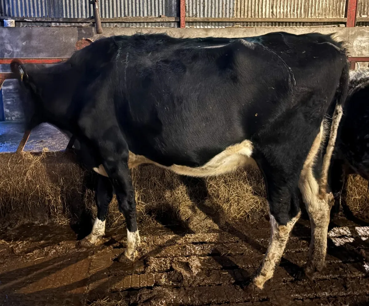 Pedigree in calf heifer and cow - Image 2