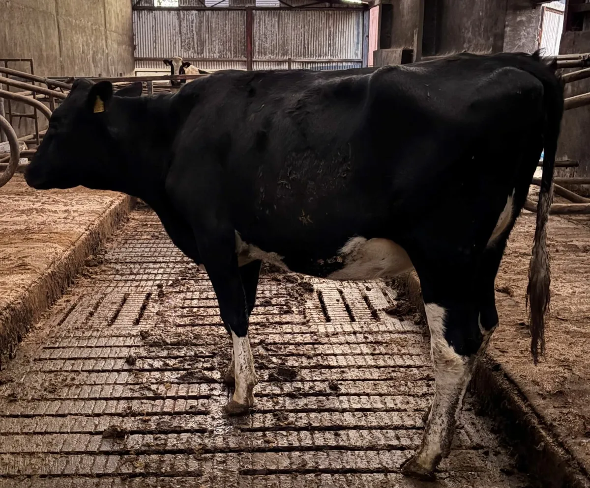 Pedigree in calf heifer and cow - Image 3