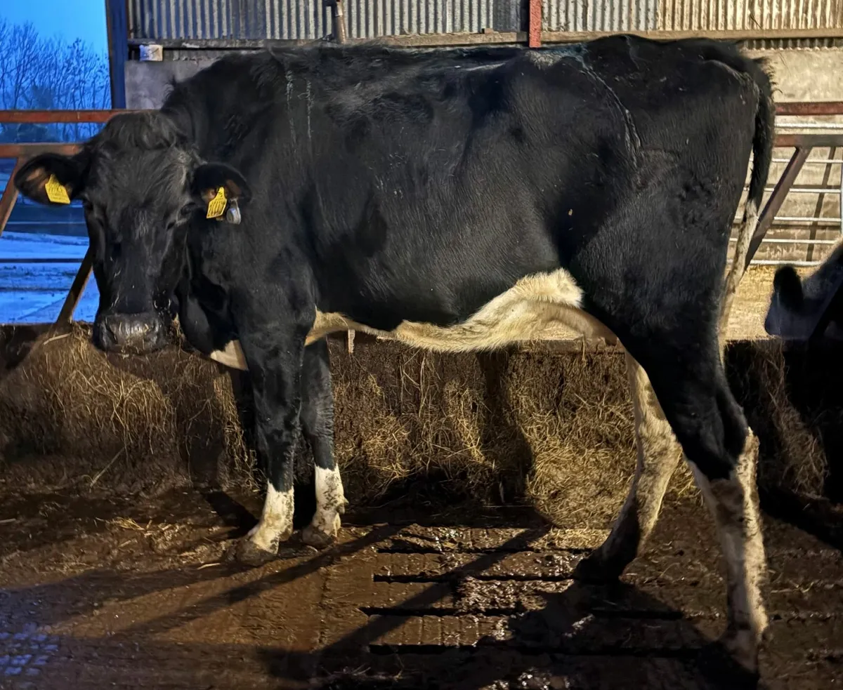 Pedigree in calf heifer and cow - Image 4