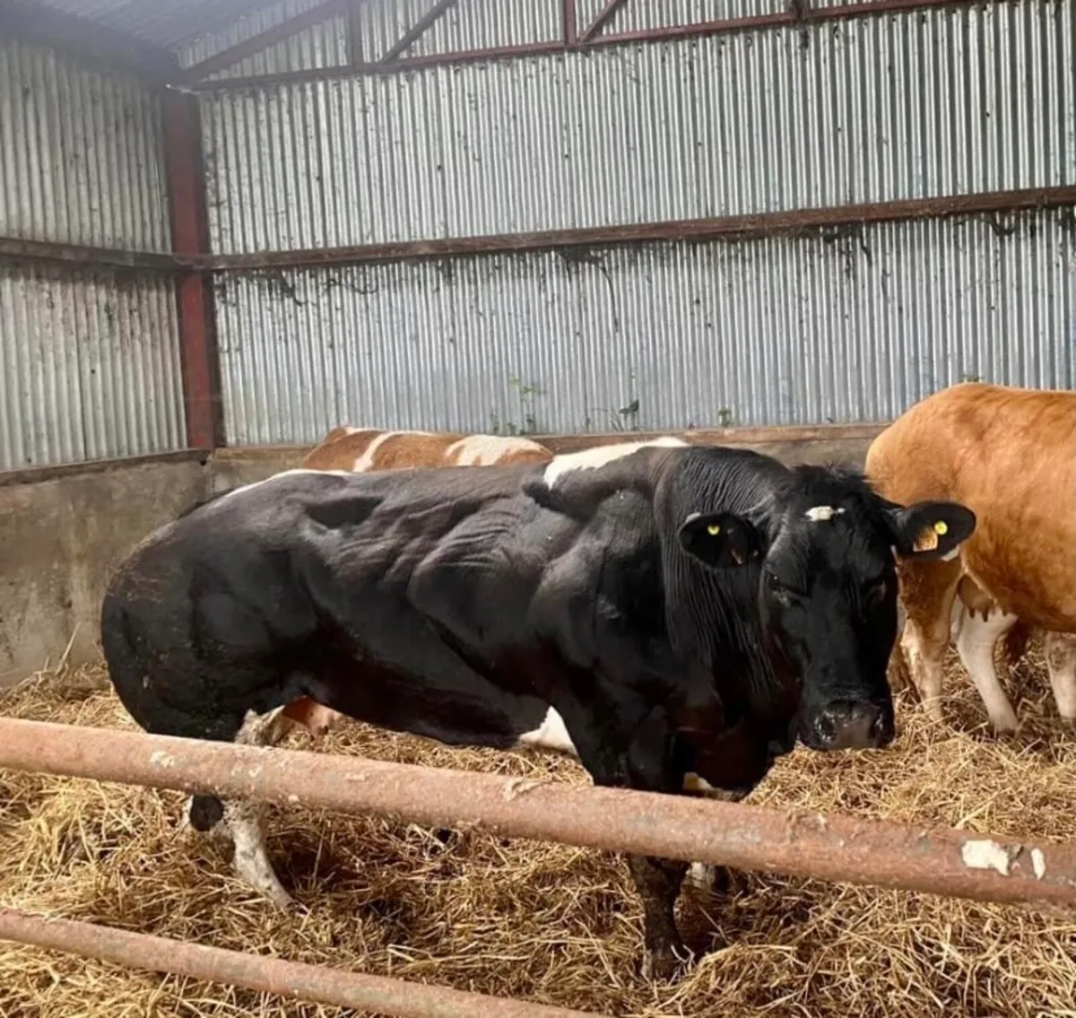 Imported Pedigree blue cow for sale - Image 1