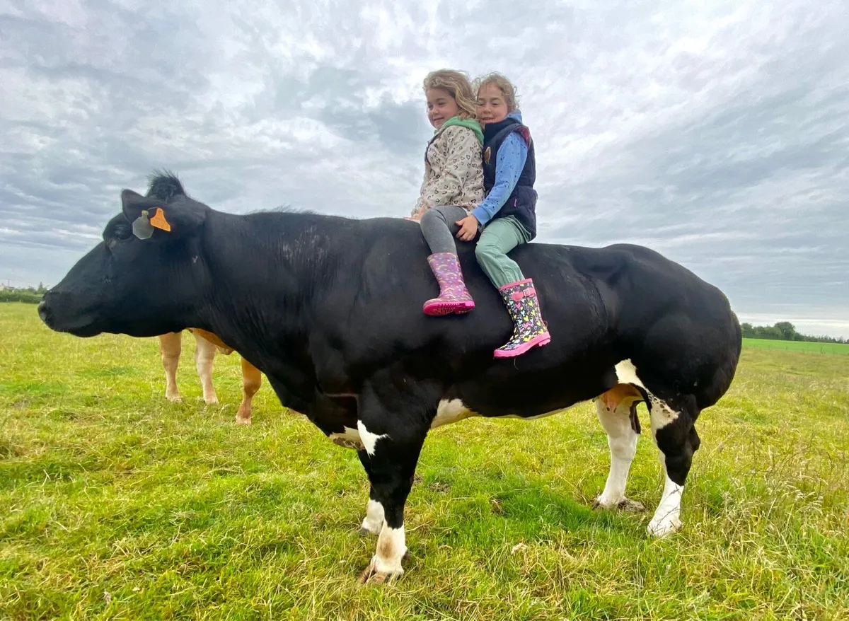 Imported Pedigree blue cow for sale - Image 3