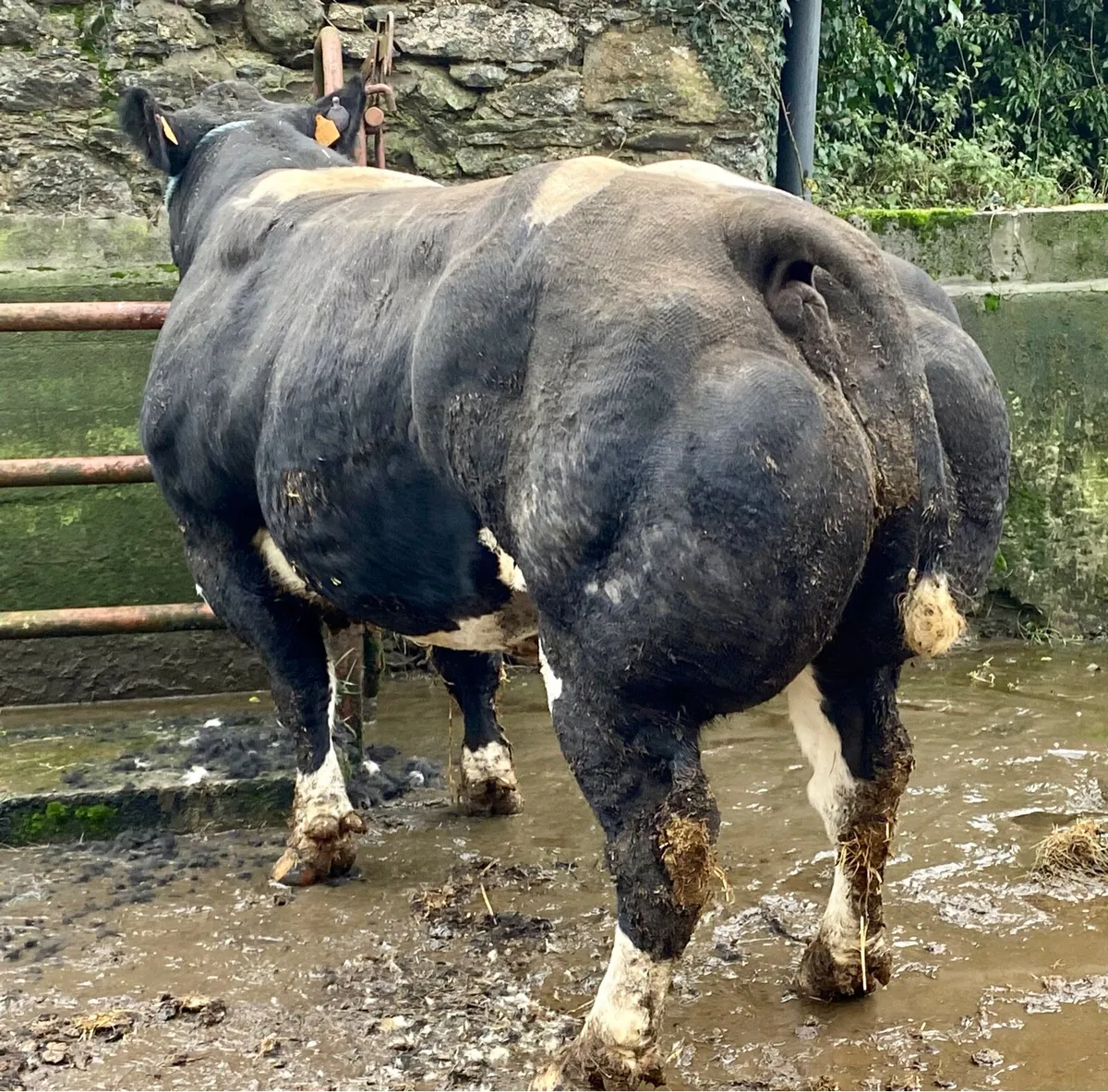 Imported Pedigree blue cow for sale - Image 4