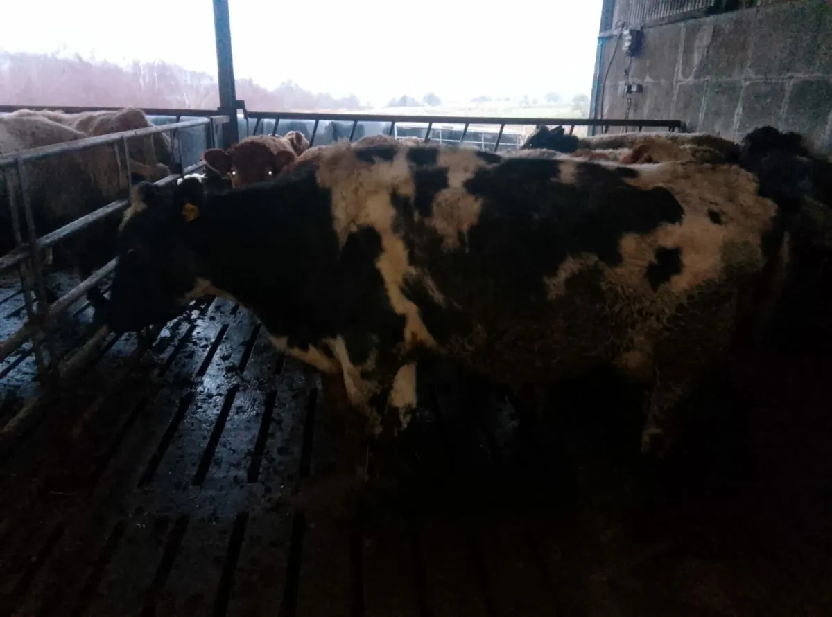 BB foster cow - Image 1