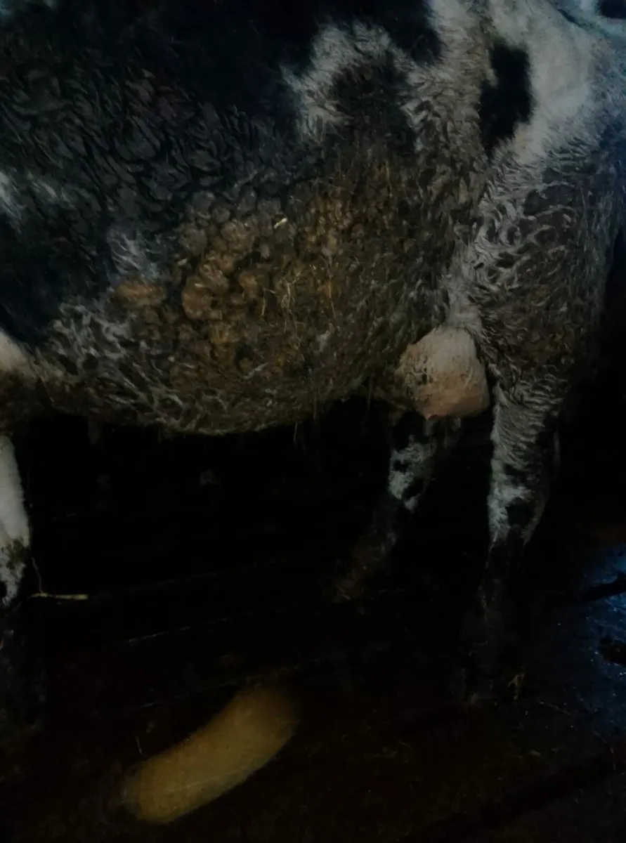 BB foster cow - Image 2