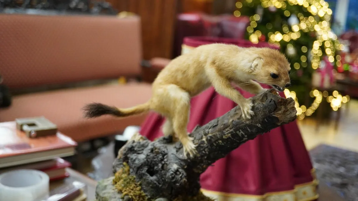 Vintage Taxidermy Stoat (Ermine) on Branch Display - Image 2