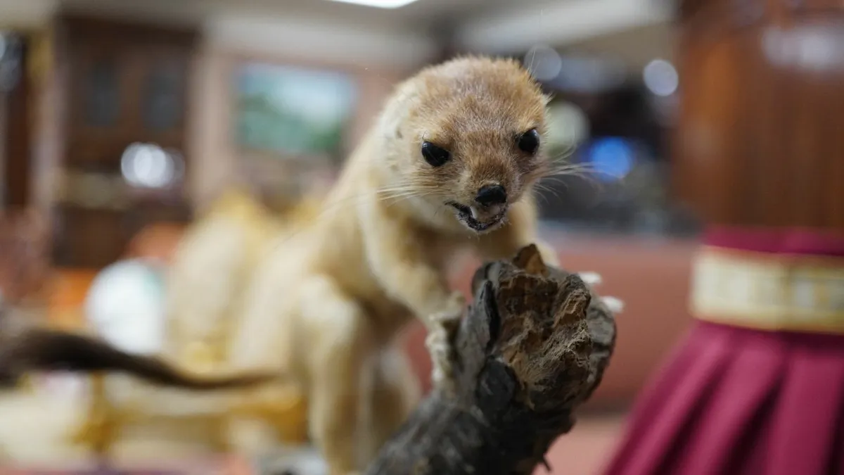 Vintage Taxidermy Stoat (Ermine) on Branch Display - Image 3