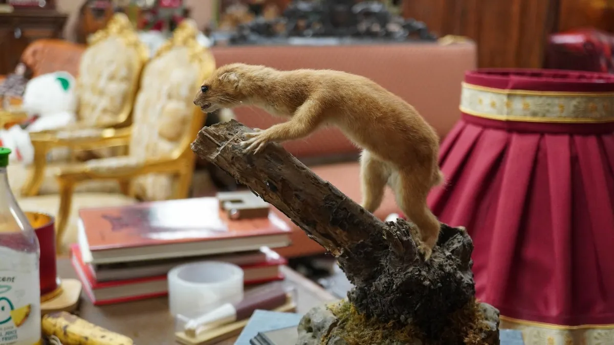 Vintage Taxidermy Stoat (Ermine) on Branch Display - Image 4