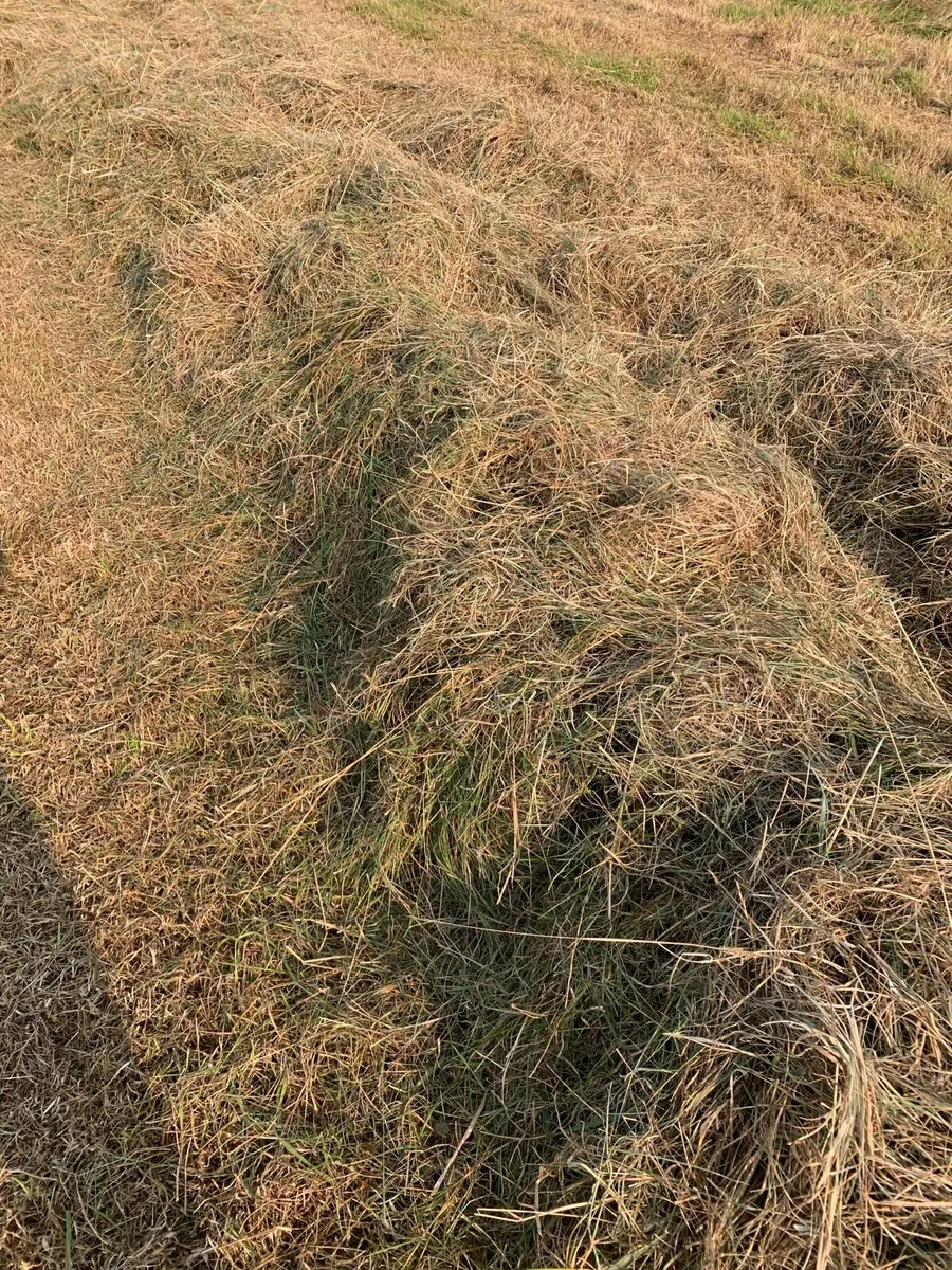 Organic Haylage - Image 3