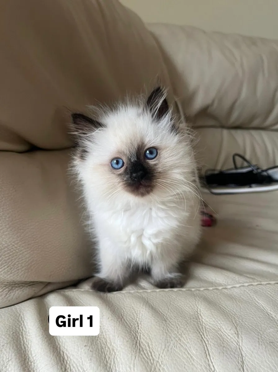 Ragdoll Kittens - Image 1