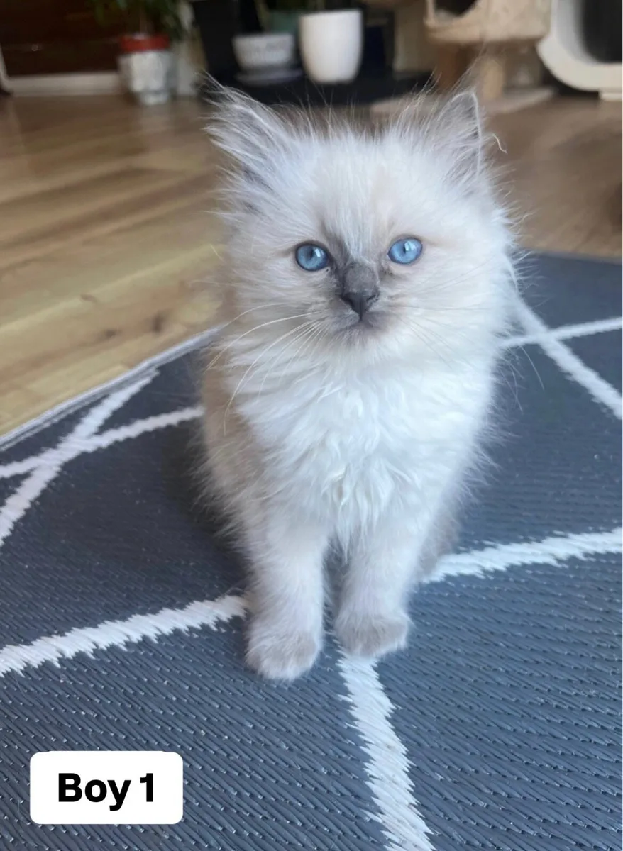 Ragdoll Kittens - Image 3