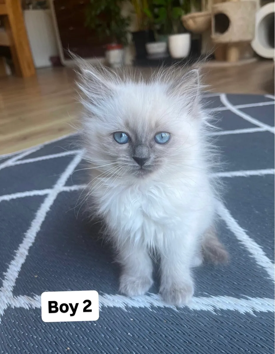 Ragdoll Kittens - Image 4