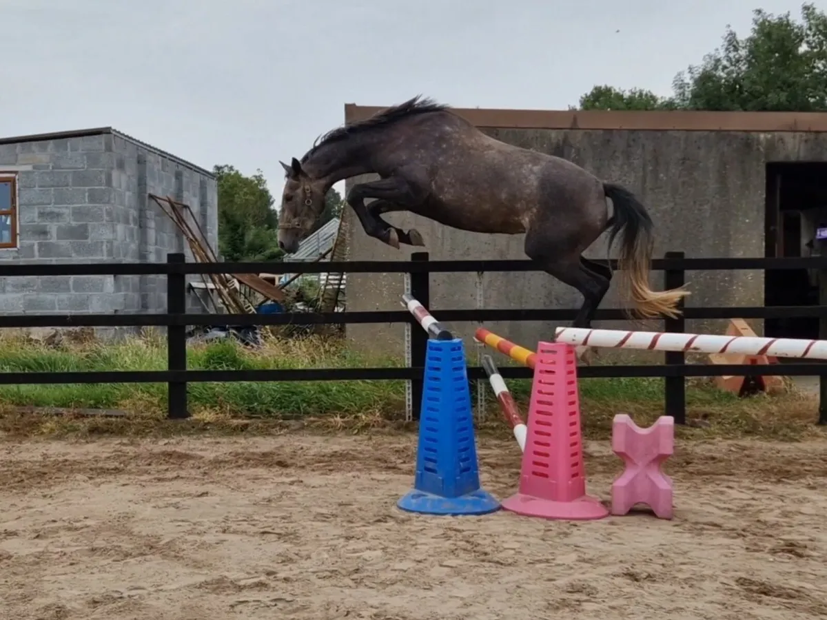 2 filly's one 3yo and buckskin yearling - Image 1
