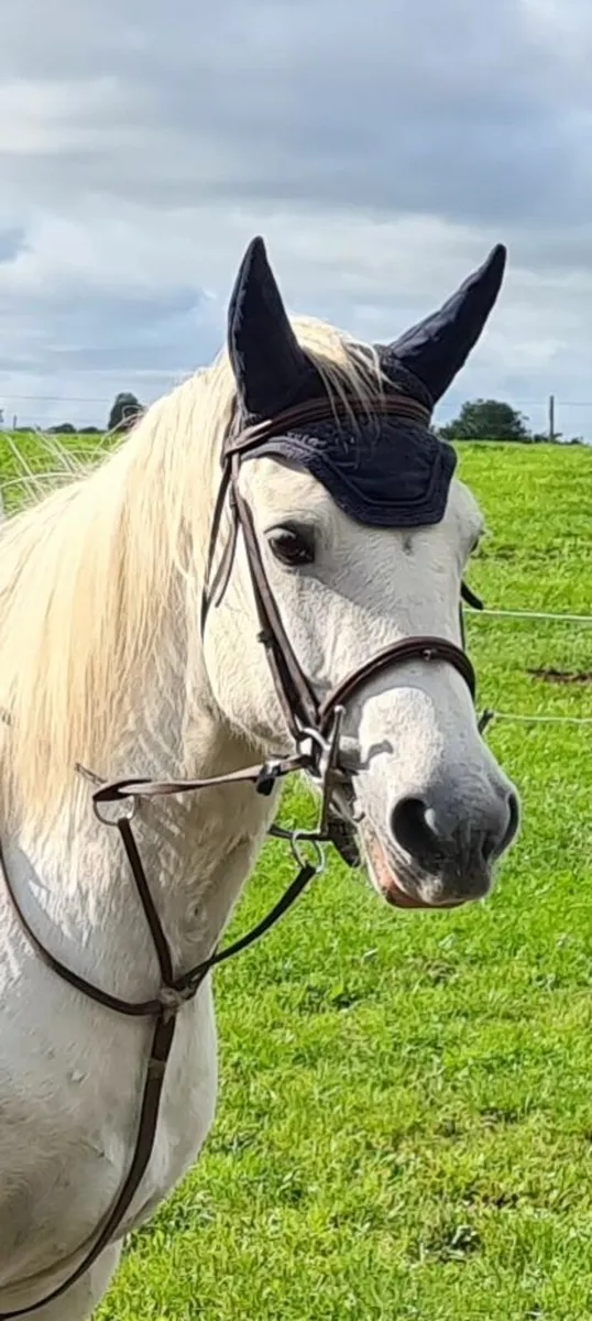 Connemara Mare - Image 1