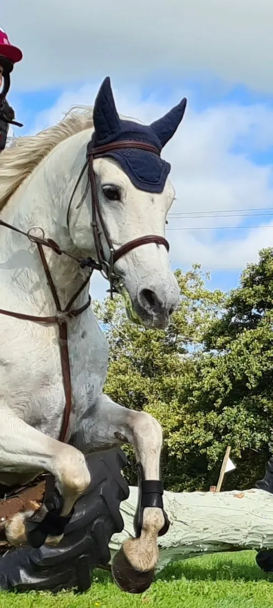 Connemara Mare - Image 2