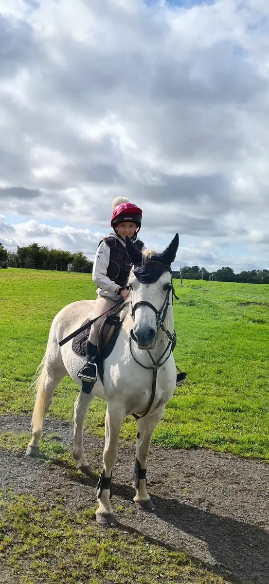 Connemara Mare - Image 3