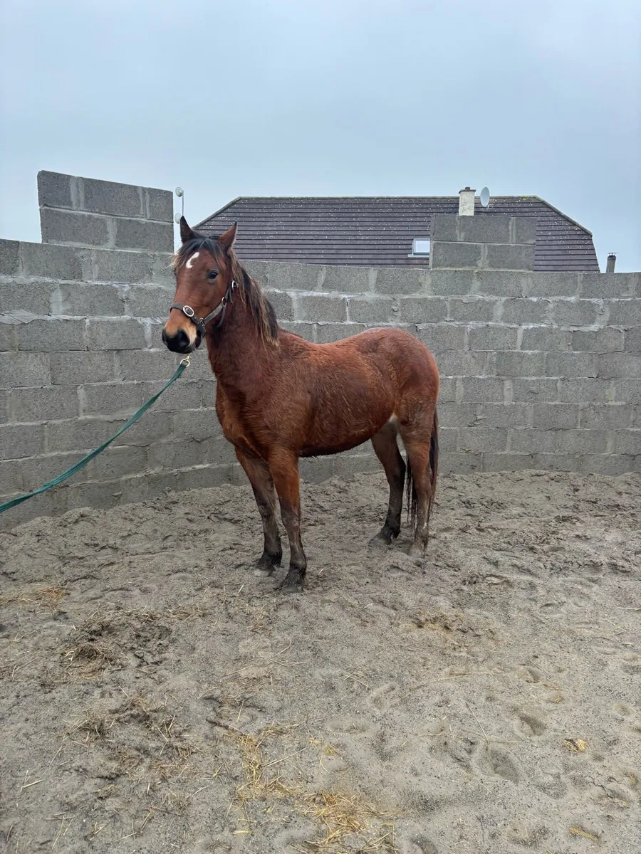 Rising 3 year old pony - Image 1