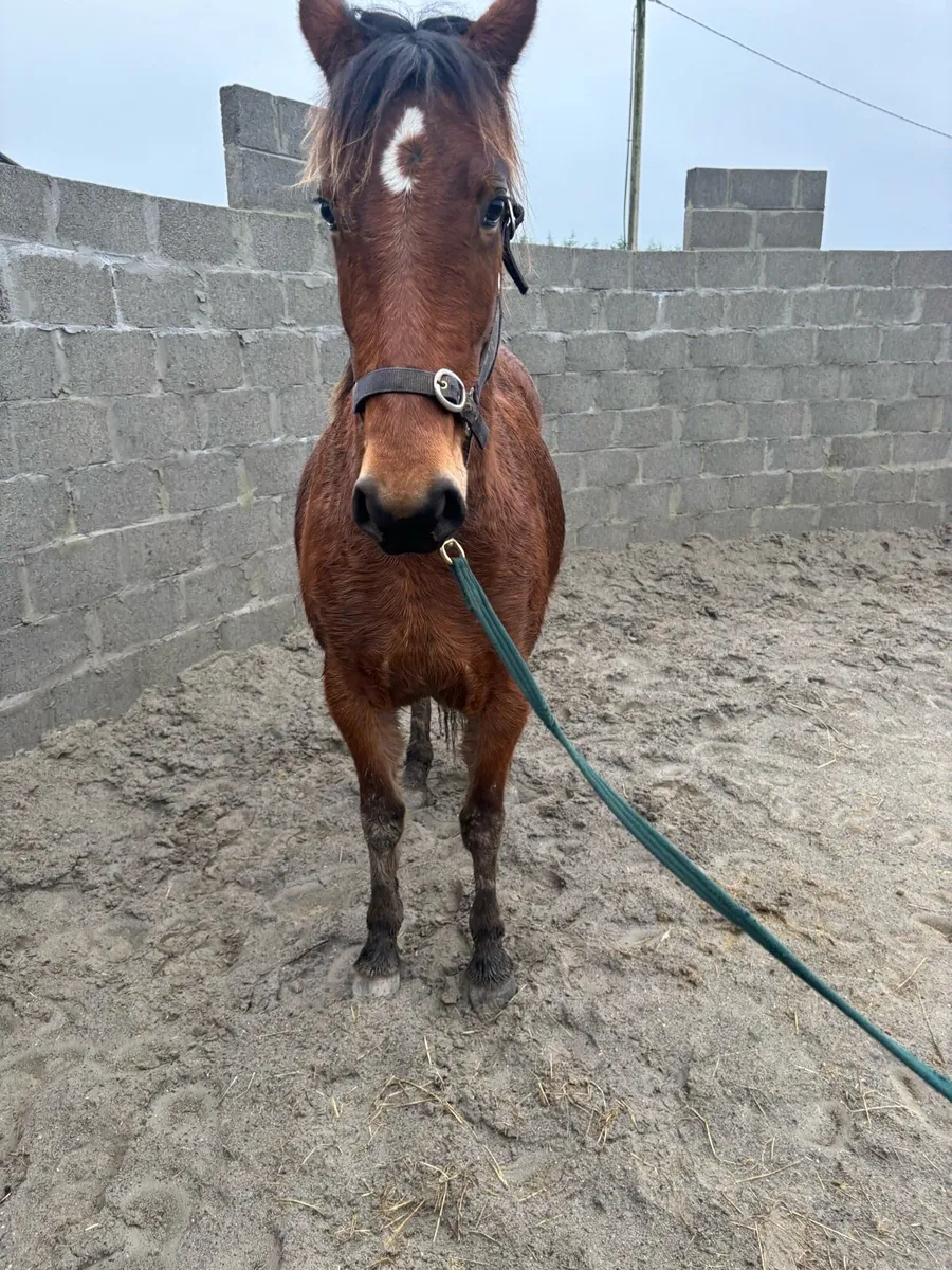 Rising 3 year old pony - Image 2