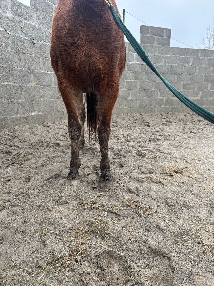 Rising 3 year old pony - Image 3