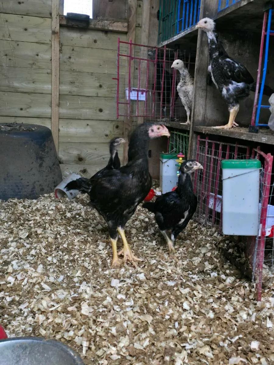 Shamo rooster - Image 4