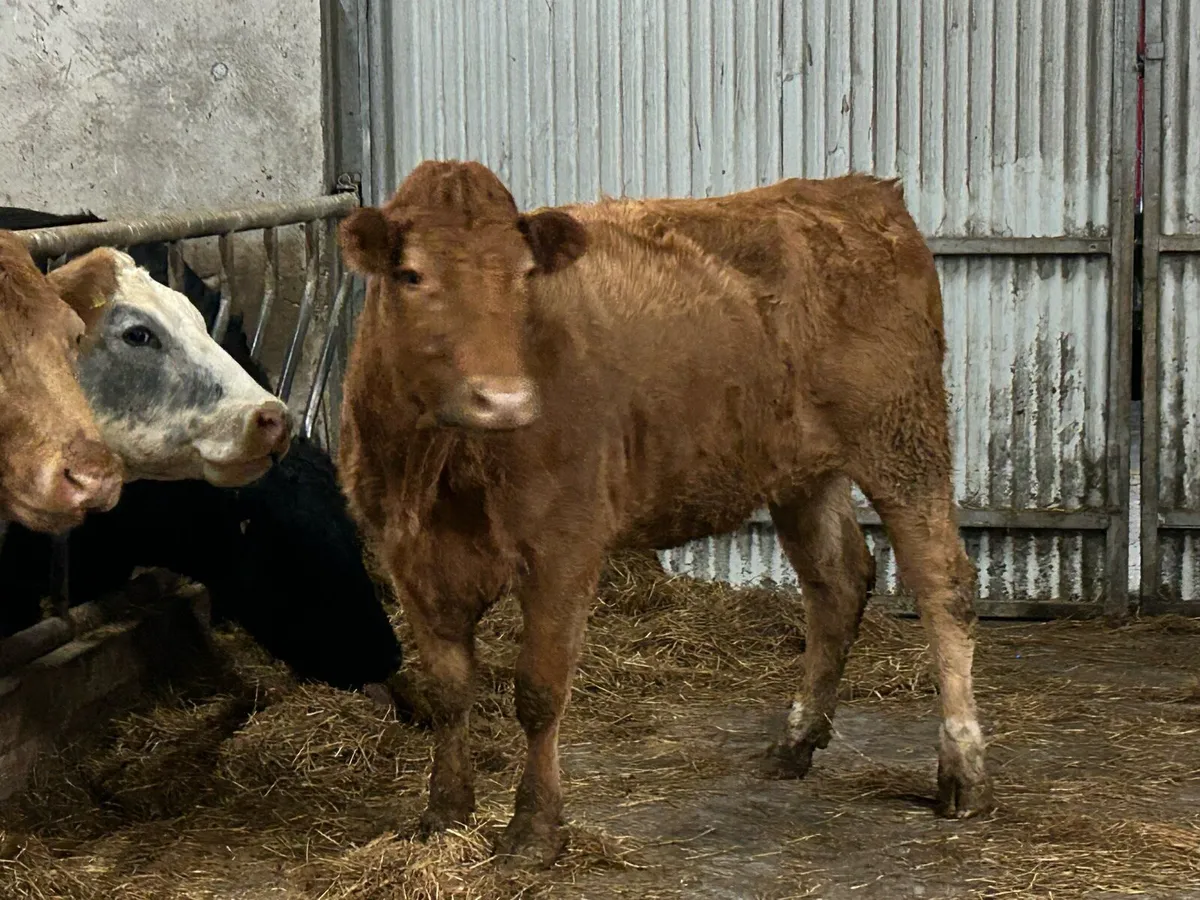 2 incalf second calvers - Image 1