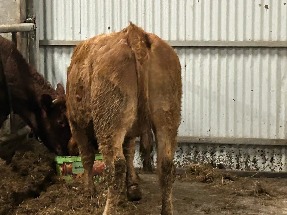 2 incalf second calvers - Image 2