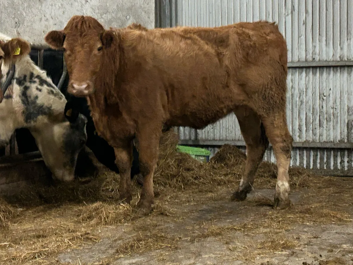 2 incalf second calvers - Image 3