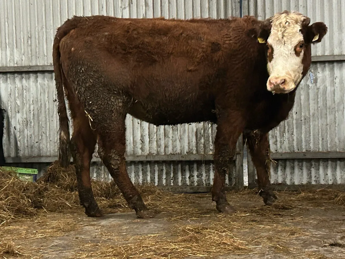 2 incalf second calvers - Image 4