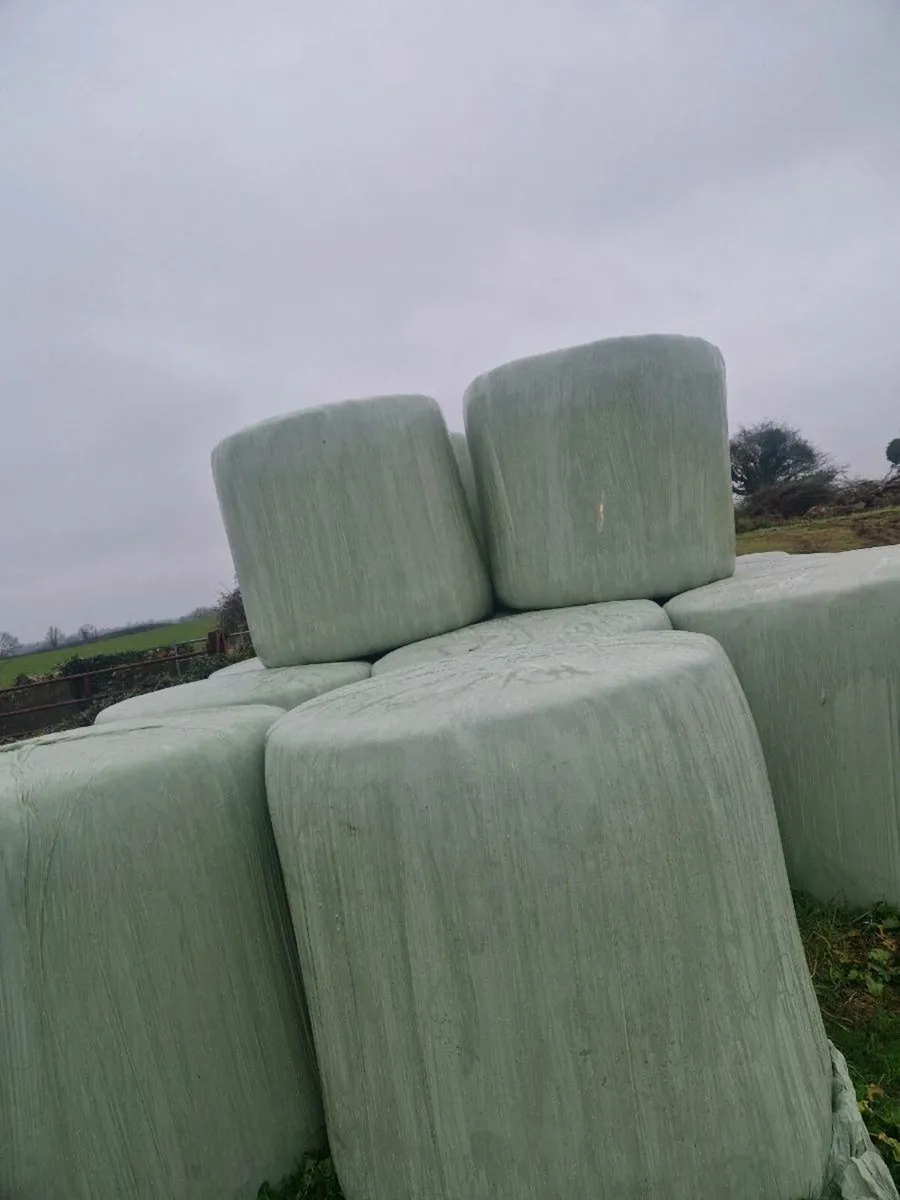 50 bales of average quality silage - Image 1