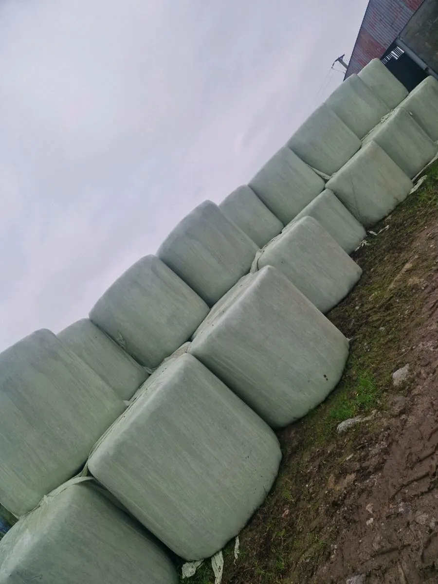 50 bales of average quality silage - Image 3