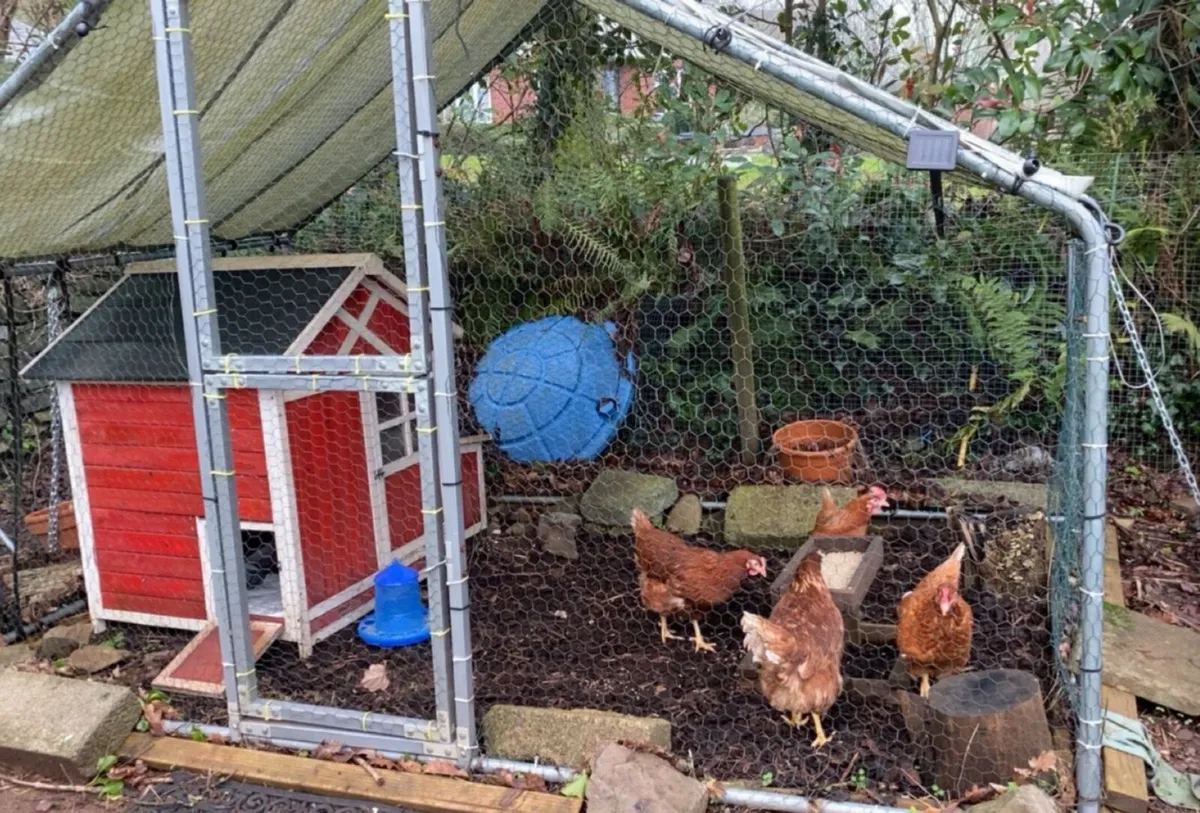 4 pet laying hens