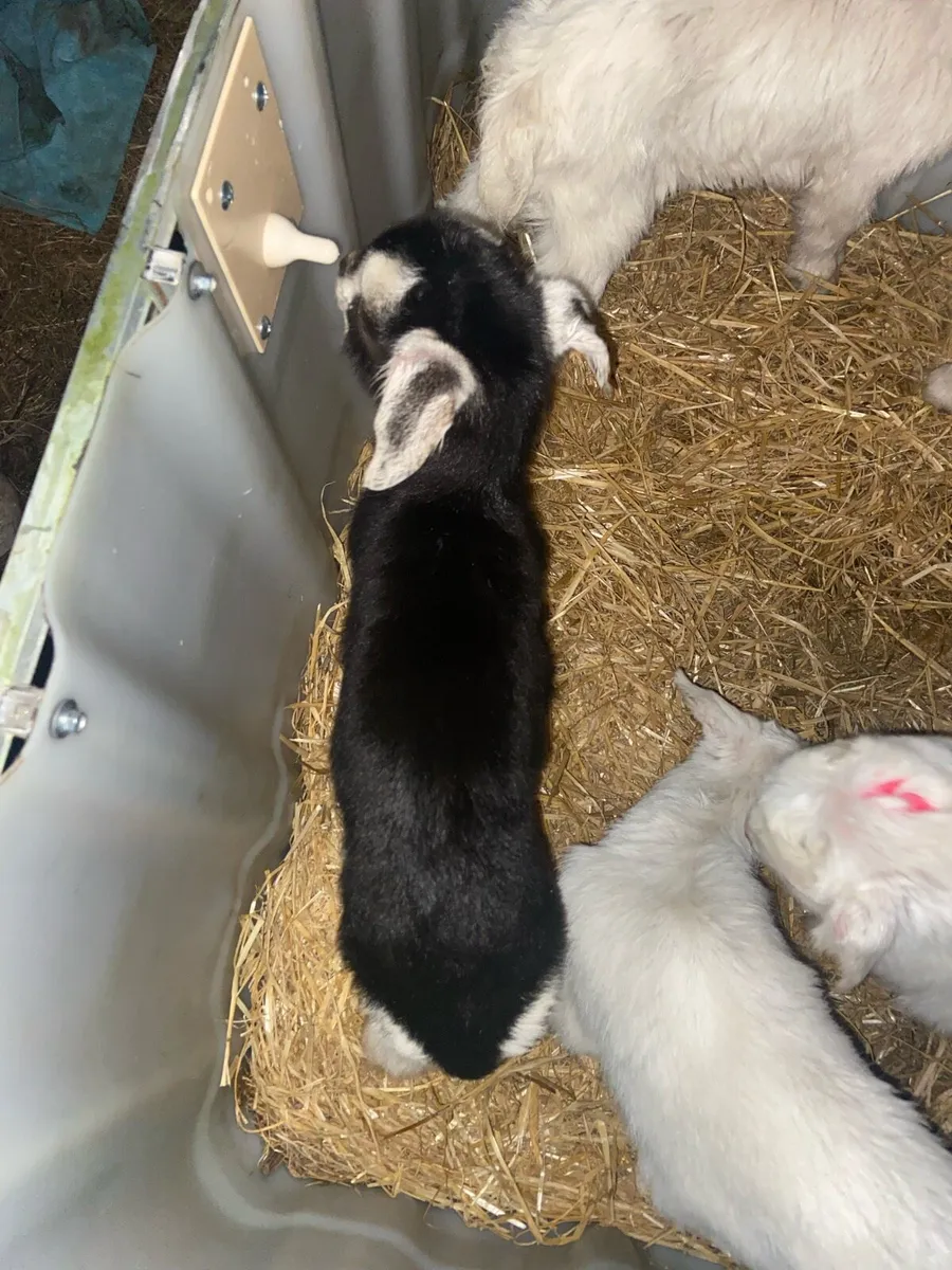Kid Goats - Image 2