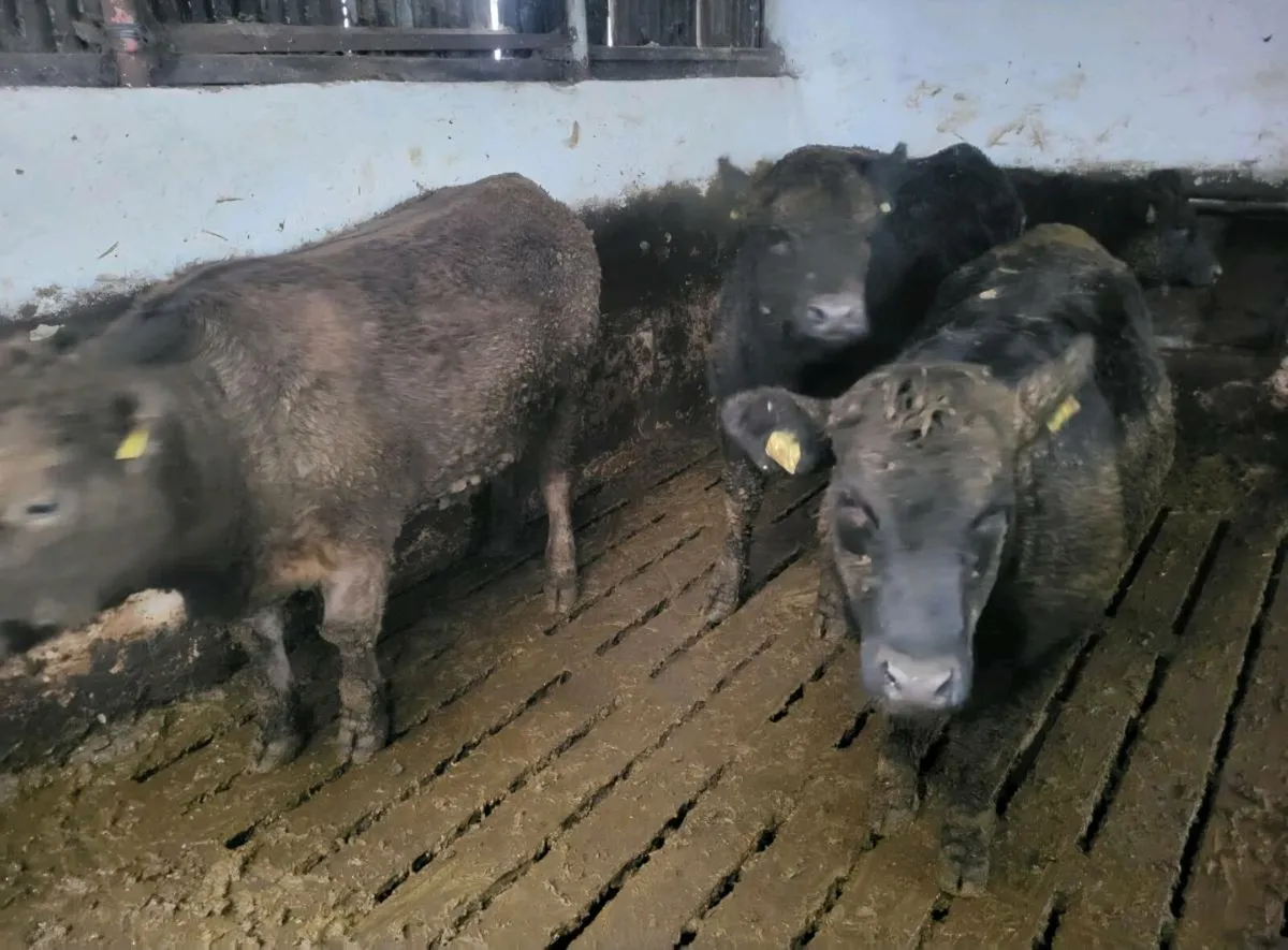 Suckler Angus Heifers - Image 1