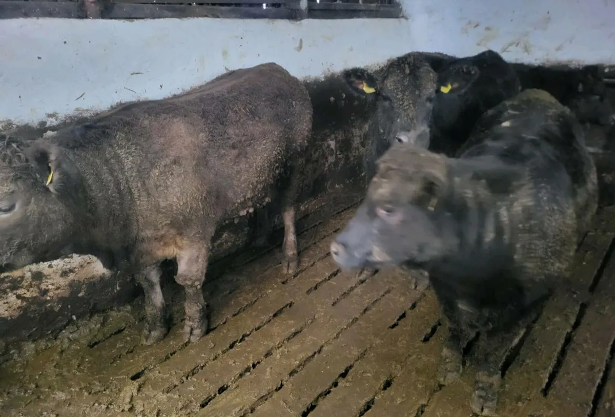 Suckler Angus Heifers - Image 2