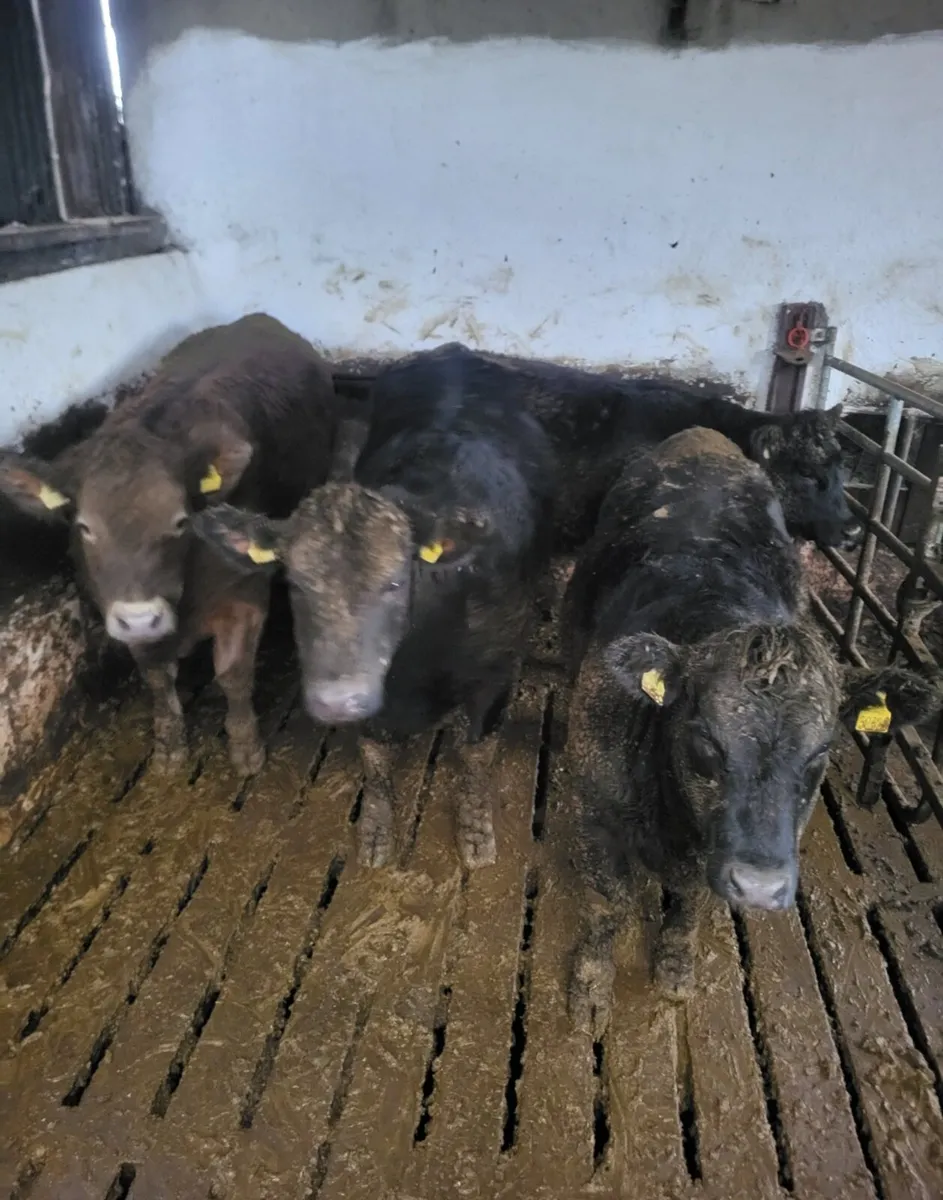 Suckler Angus Heifers - Image 3