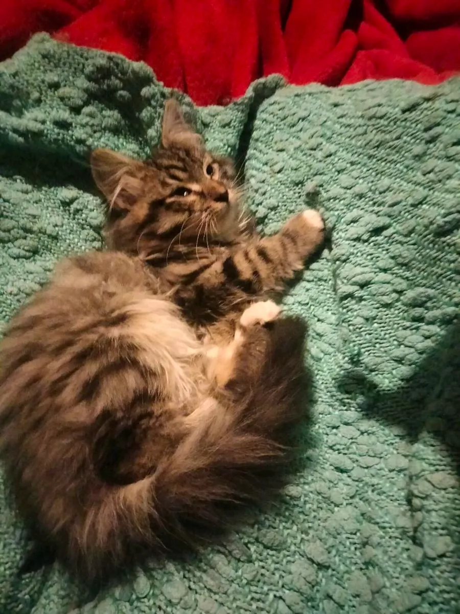 Kittens   only one girl left - Image 1