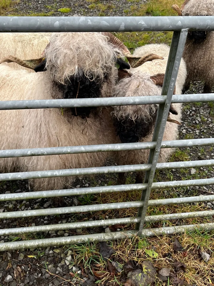 Selection of valais Blacknose ewes for sale - Image 2
