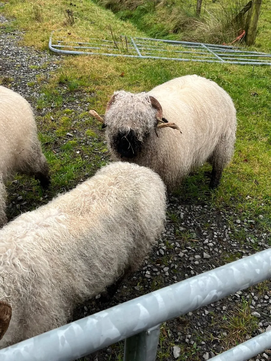 Selection of valais Blacknose ewes for sale - Image 3