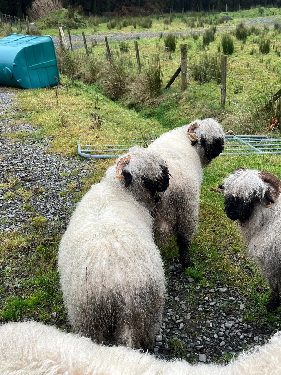 Selection of valais Blacknose ewes for sale - Image 4