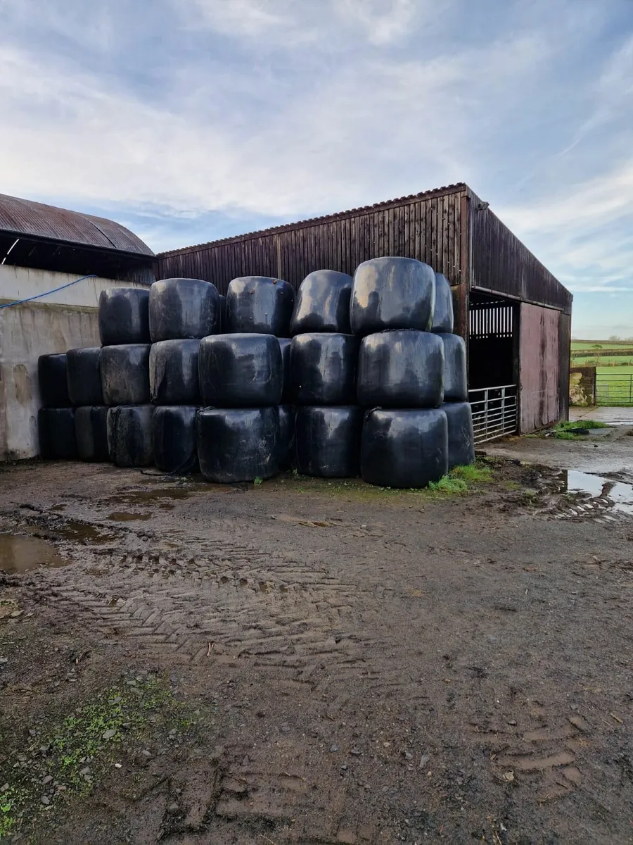 Haylage 45 Bales